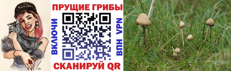 Купить  Зеленодольск  Галлюциногенные грибы Psilocybe 